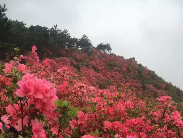 杜鹃花景区