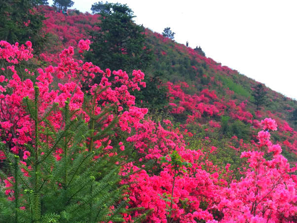 麻城