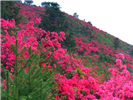 (团队)麻城龟峰山赏杜鹃花 杏花村 烈士园陵 黄麻起义纪念馆二日游