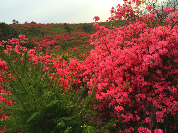 麻城杜鹃花