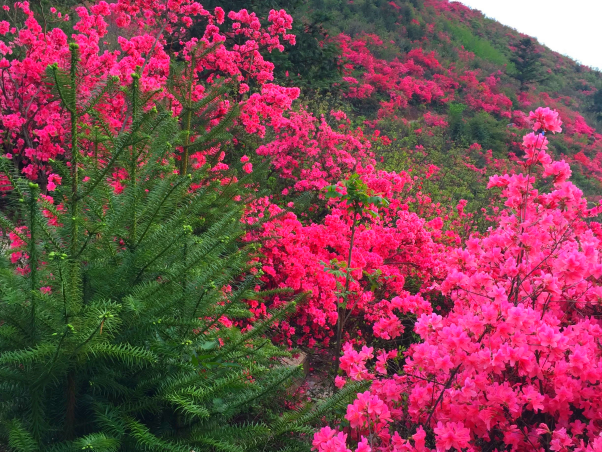 云雾山