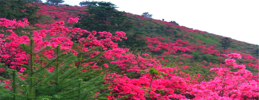 杜鹃花