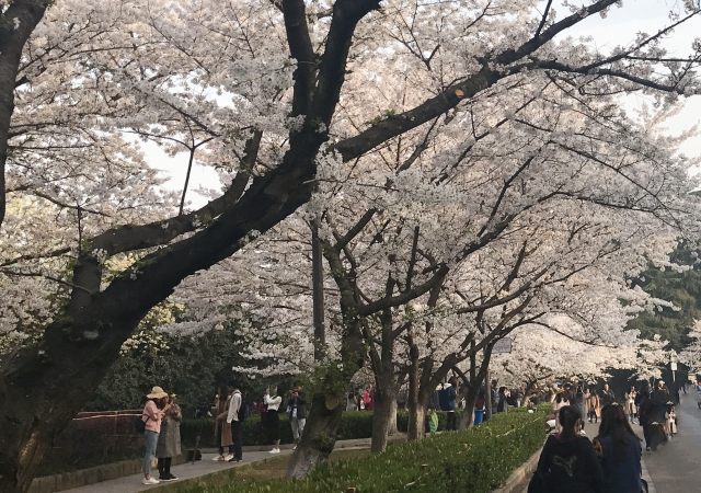 磨山樱花园