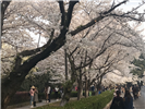 武汉一日游磨山樱花园 武汉大学牌坊 户部巷 黄鹤楼 江汉关