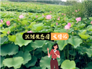 瞿家湾洪湖生态园二日游