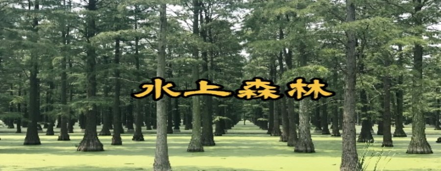 水上森林