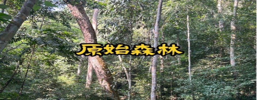 原始森林